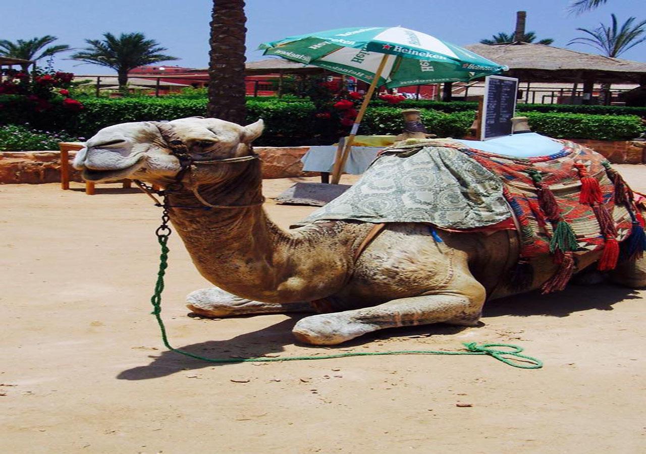 Sharm El Naga Resort And Diving Center Hurghada Exteriér fotografie